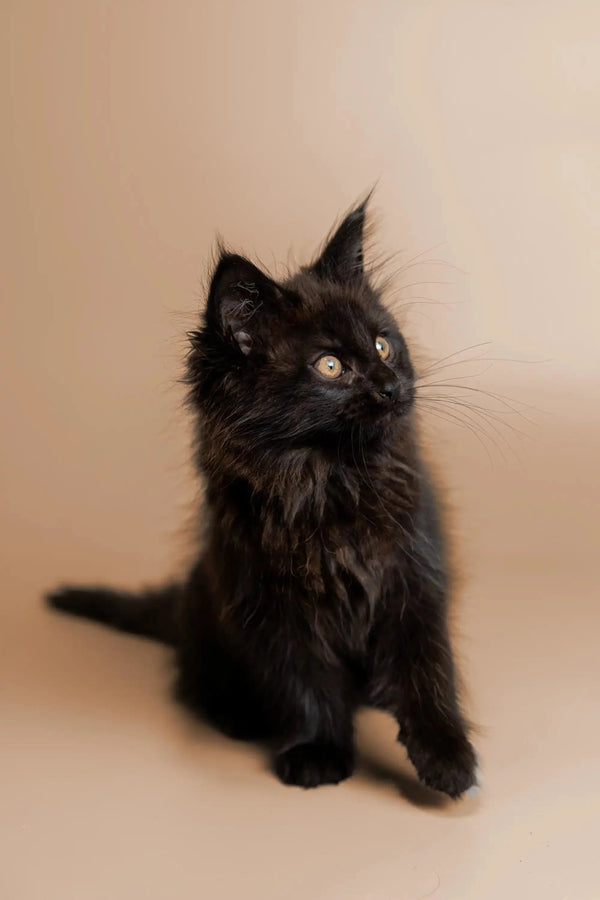 Meet Talaya, the adorable Maine Coon kitten with fluffy fur and pointed ears
