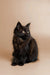 Black long-haired Maine Coon kitten sitting upright with alert yellow eyes