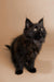 Black long-haired Maine Coon kitten with alert ears and bright eyes