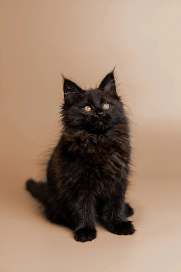 Meet Talaya, the fluffy black Maine Coon kitten with bright, shining eyes