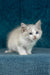 Talisman | ragdoll kitten