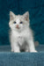 Talisman | ragdoll kitten