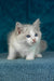 Talisman | ragdoll kitten
