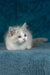 Talisman | ragdoll kitten