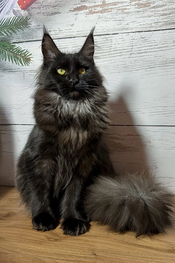 Majestic black Maine Coon kitten Tamara with yellow eyes and fluffy tail