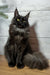 Majestic black Maine Coon kitten Tamara with yellow eyes and fluffy tail