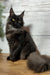 Majestic black Maine Coon kitten Tamara with green eyes and a fluffy tail