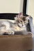 Dilute calico cat relaxing on brown cushion next to Tamerlan Golden Maine Coon Kitten