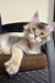 Fluffy gray and white cat chilling on a cushion next to Tamerlan Golden Maine Coon Kitten