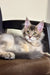 Gray and cream Maine Coon kitten Tamerlan lounging, alert ears and bright eyes