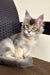 Gray and white Maine Coon kitten with pointed ears and yellow eyes for Tamerlan