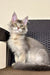 Gray and white Maine Coon cat with fluffy fur and pointed ears in Tamerlan product image