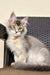 Gray and white Maine Coon with pointed ears and yellow eyes, Tamerlan Golden Kitten