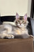 Gray and white Maine Coon kitten relaxing on stylish leather furniture