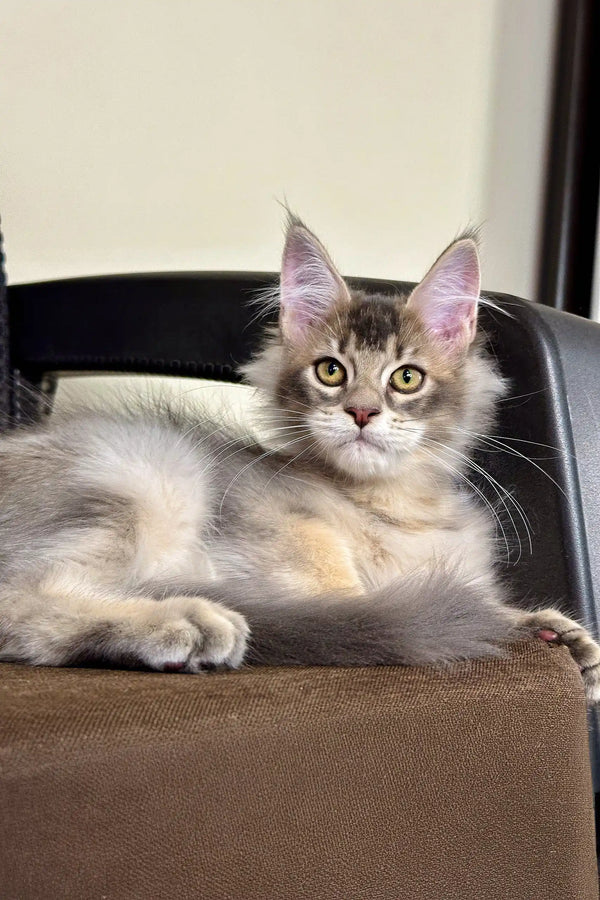Gray and white Maine Coon kitten relaxing on stylish leather furniture