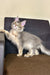 Gray and white fluffy cat sitting on a cushion, showcasing Tamerlan the Maine Coon