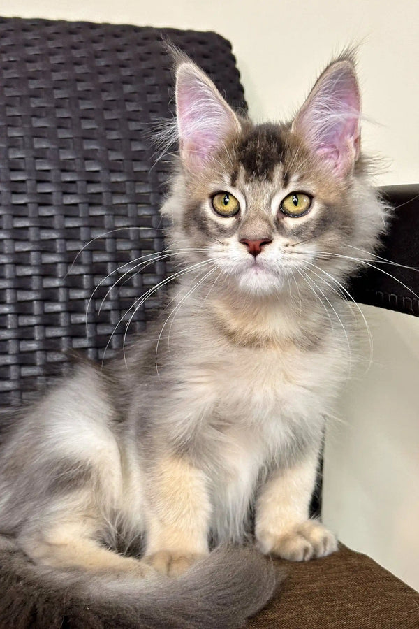 Alert grey and cream Maine Coon kitten with yellow eyes for Tamerlan product