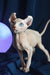 Tamila | elf sphynx kitten
