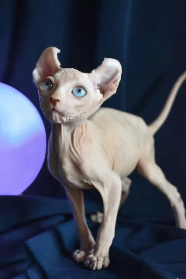 Tamila | elf sphynx kitten