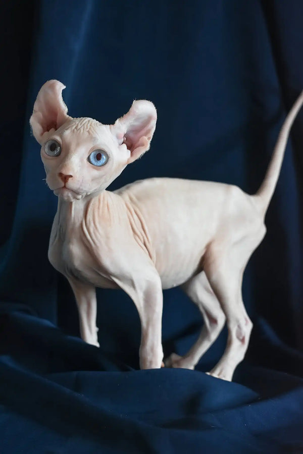 Tamila | elf sphynx kitten