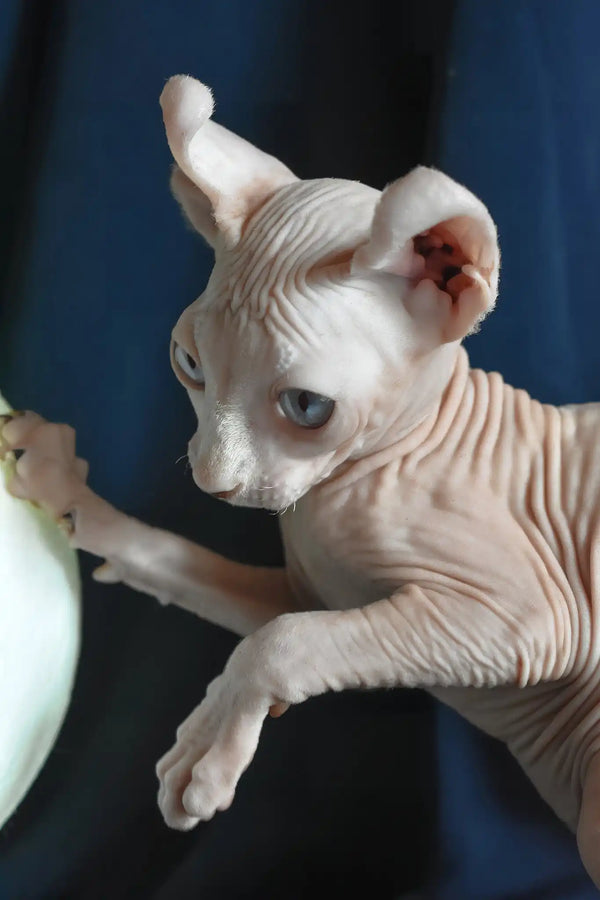 Tamila | elf sphynx kitten
