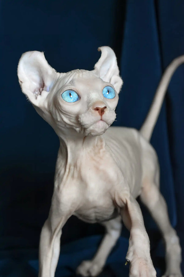 Tamila | elf sphynx kitten