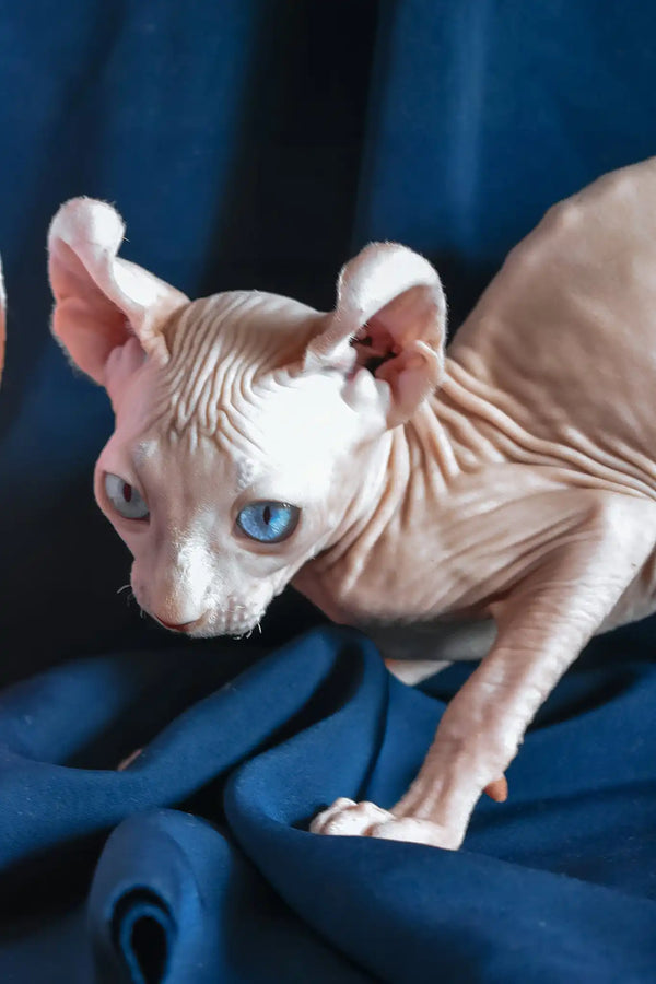 Tamila | elf sphynx kitten