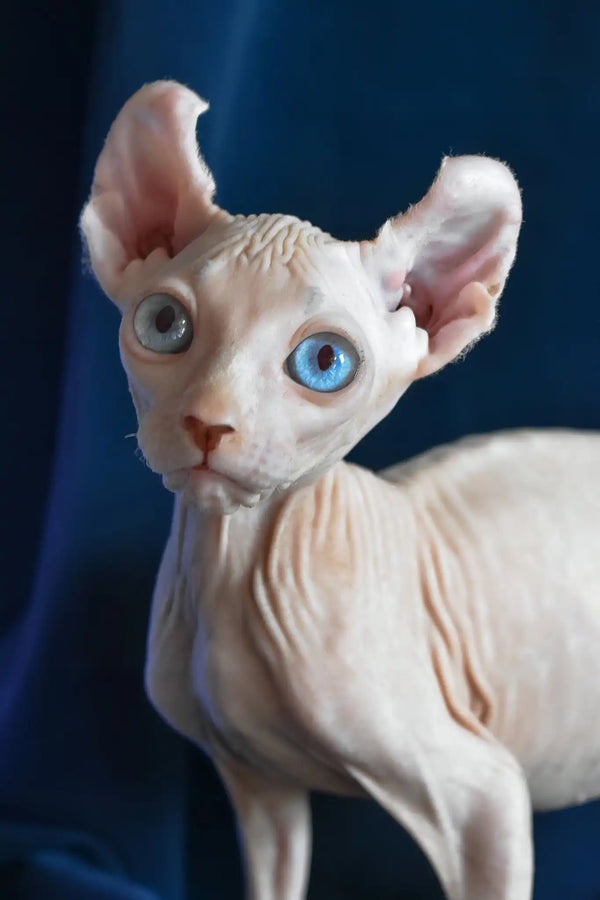Tamila | elf sphynx kitten