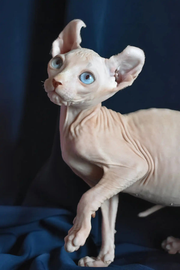 Tamila | elf sphynx kitten