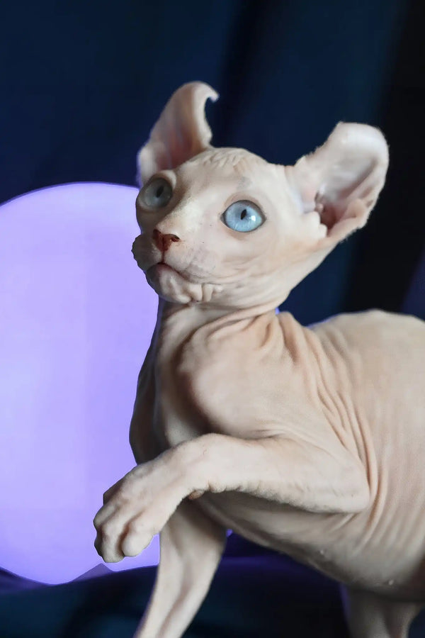 Tamila | elf sphynx kitten