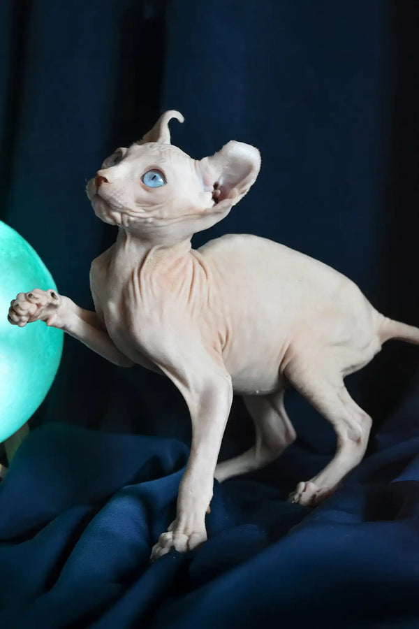 Tamila | elf sphynx kitten