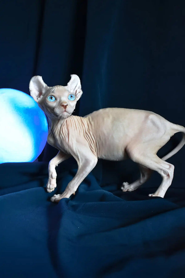 Tamila | elf sphynx kitten