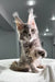 Gray Maine Coon kitten with cute ear tufts sitting upright in Tanga product