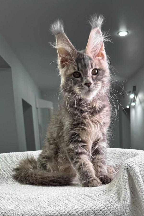 Gray Maine Coon kitten with fluffy fur and cool ear tufts in Tanga product