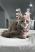 Gray Maine Coon cat with ear tufts relaxing on a textured surface by Tanga