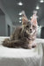 Gray Maine Coon kitten with ear tufts lounging on a cozy white blanket