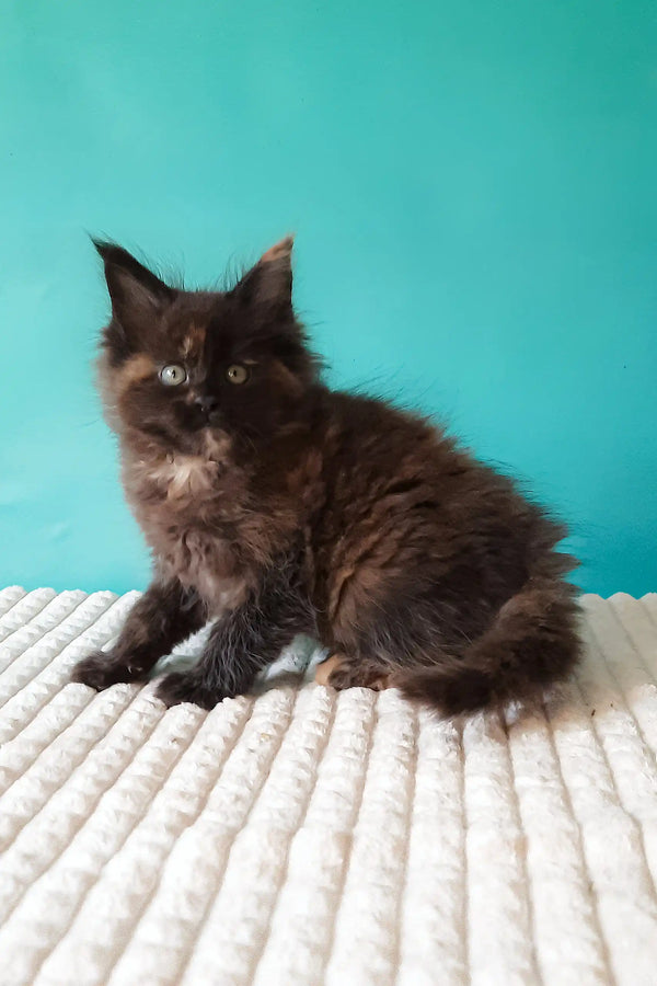 Tango | maine coon kitten