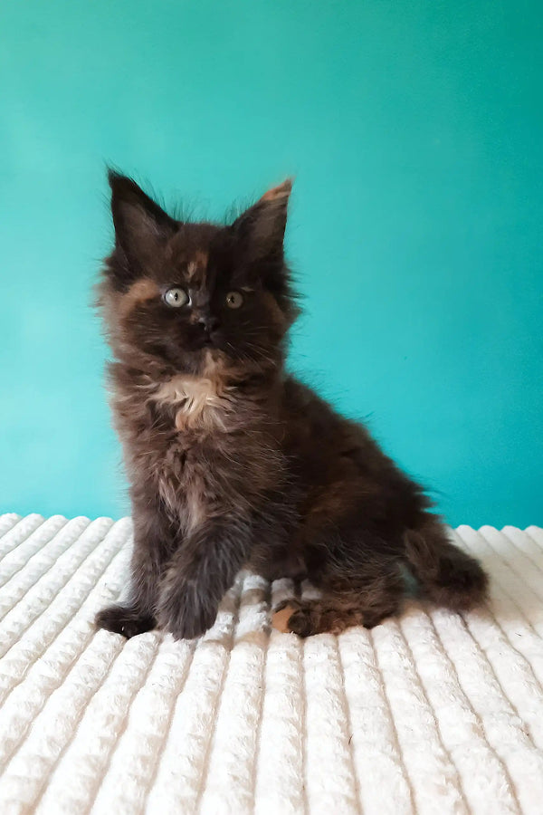 Tango | maine coon kitten