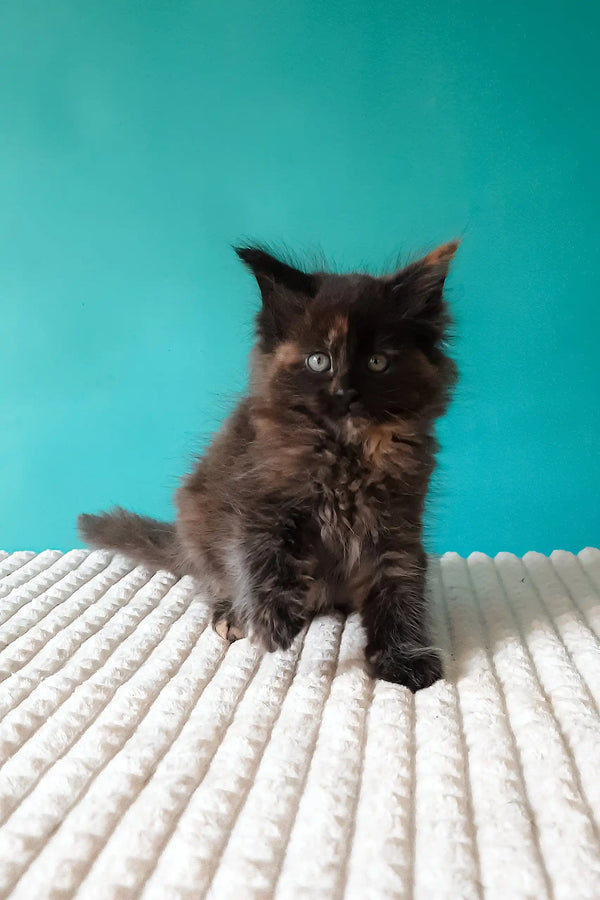 Tango | maine coon kitten