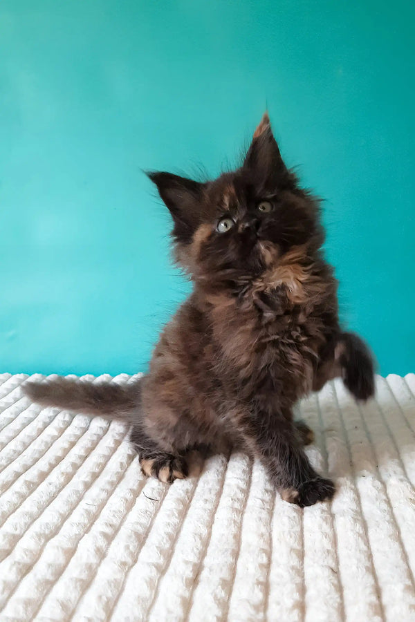 Tango | maine coon kitten