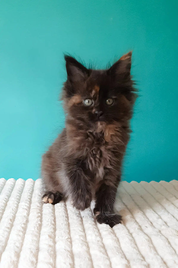 Tango | maine coon kitten