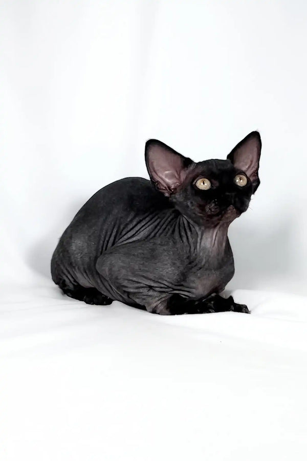 Tanis | devon rex kitten