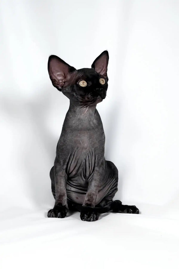 Tanis | devon rex kitten