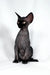 Tanis | devon rex kitten