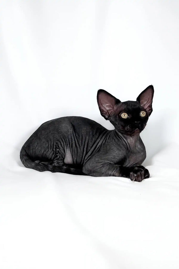 Tanis | devon rex kitten