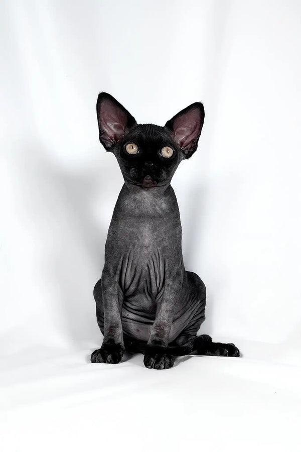 Tanis | devon rex kitten