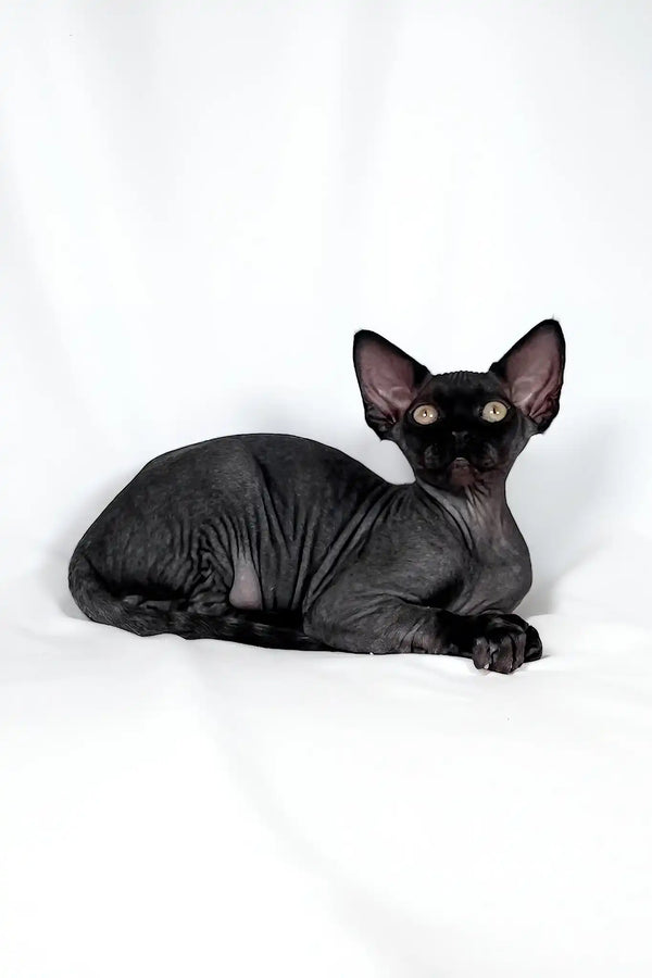 Tanis | devon rex kitten