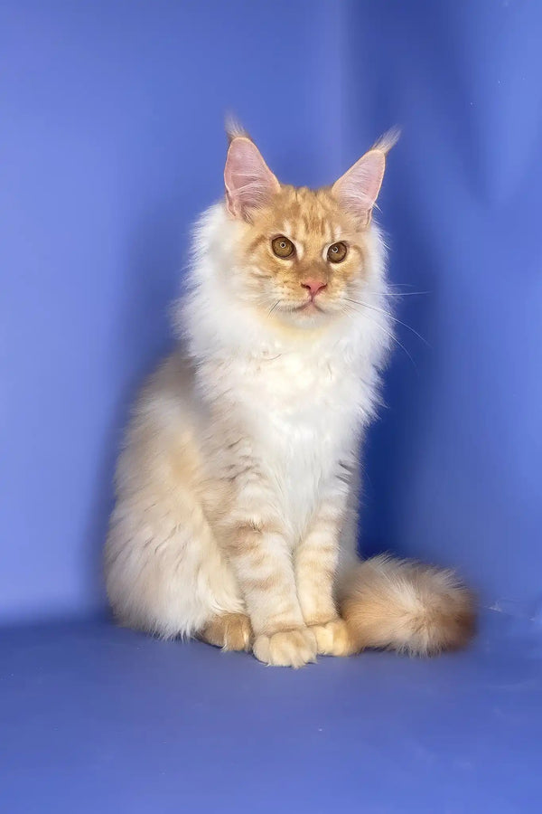 Tanos | maine coon kitten