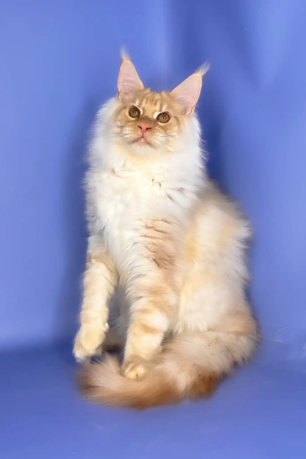 Tanos | maine coon kitten