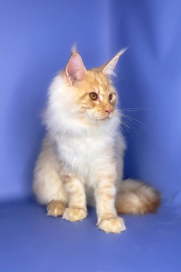 Tanos | maine coon kitten